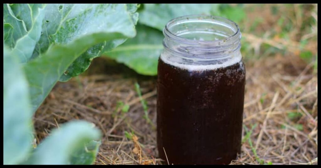 Compost Tea Recipe