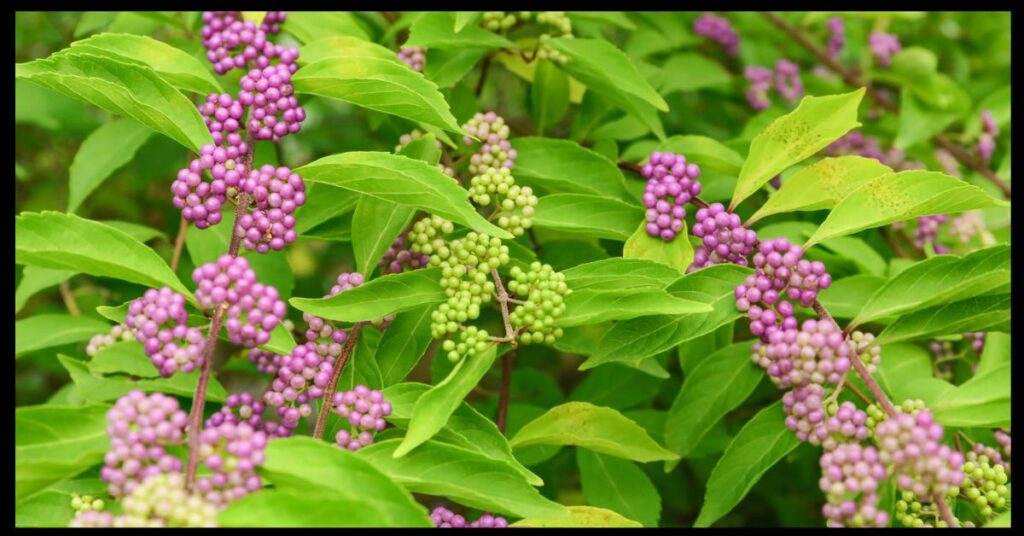 French Mulberry Bug Spray Recipe