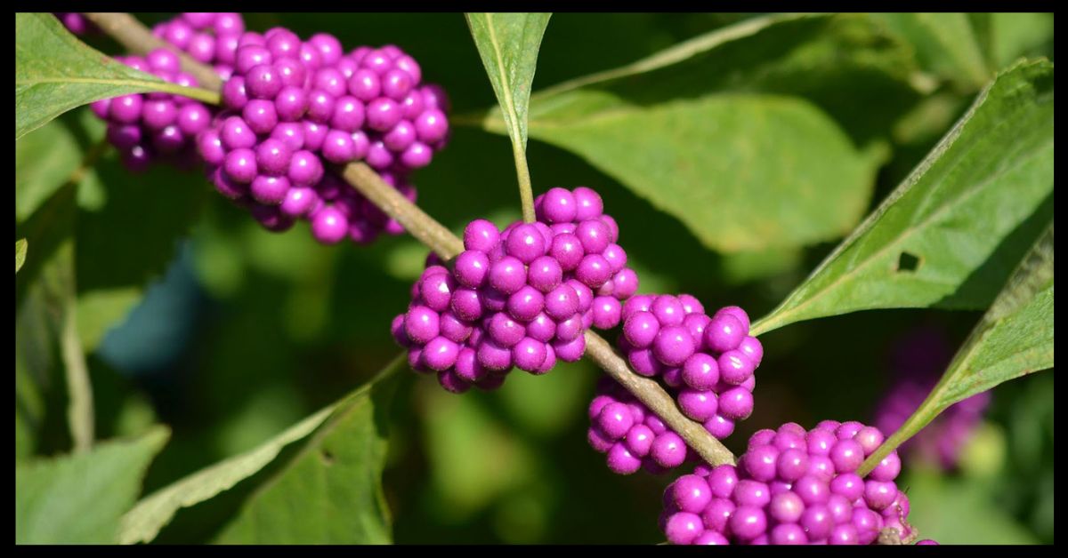French Mulberry Bug Spray Recipe