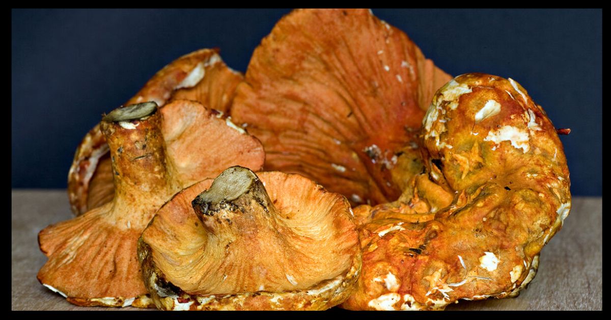 Lobster Mushroom Recipe